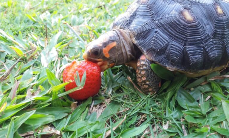 Tiny red-footed tortoise in the process of biting a small strawberry. They are omnivores that eat what is available in its environment.