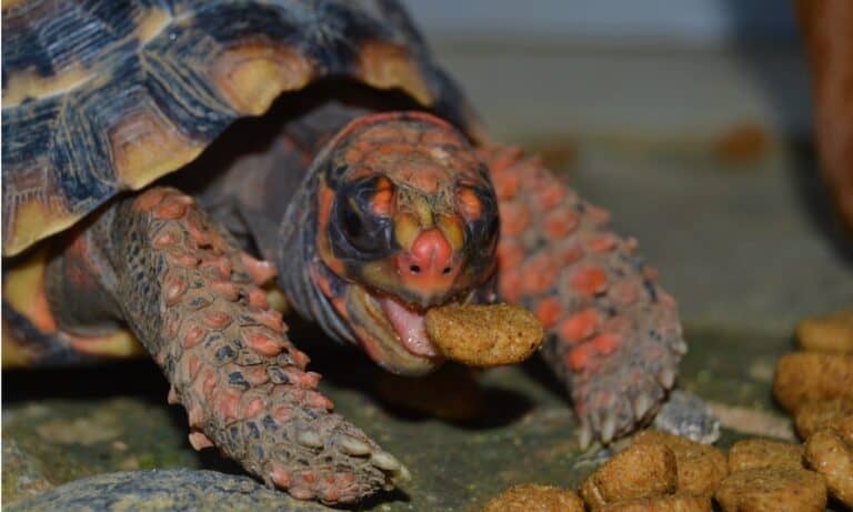 The shell of the Red-Footed Tortoise is mostly black, with red markings on their feet, legs, and head.