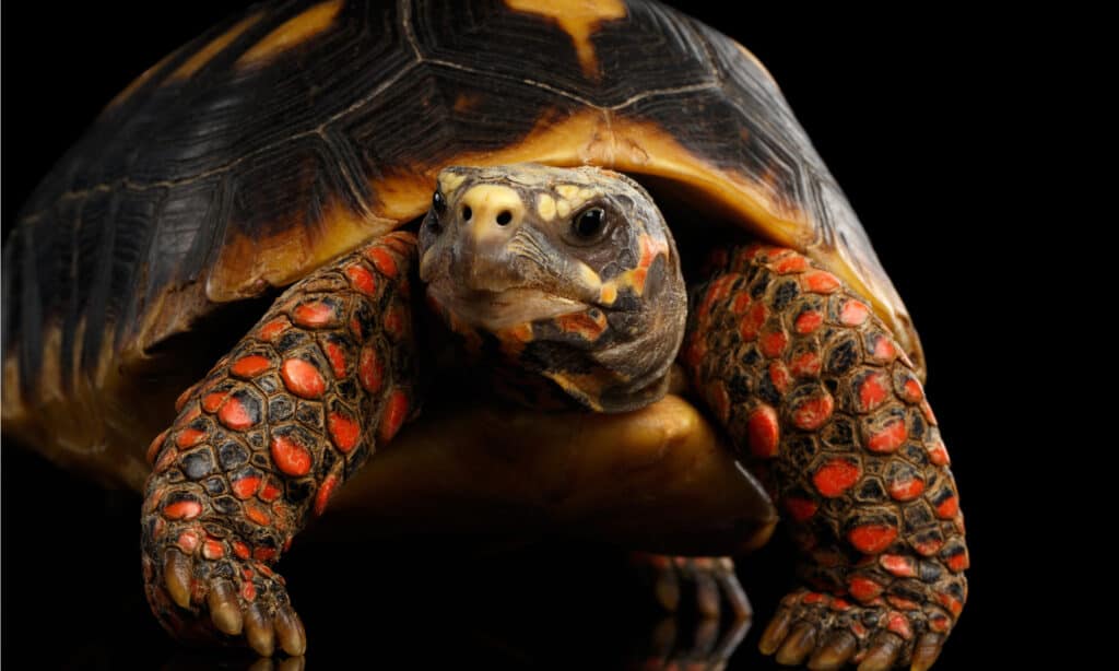 Close-up of Red-footed tortoise, Chelonoidis carbonaria. They have red markings on their face that contrast with their otherwise drab coloring.