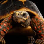 Red-footed tortoise