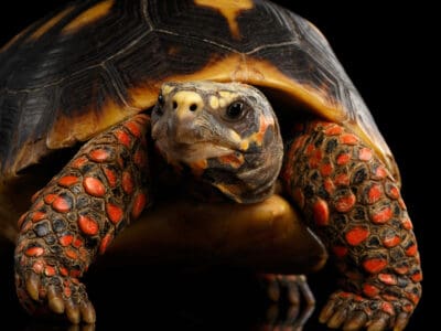A Red-Footed Tortoise