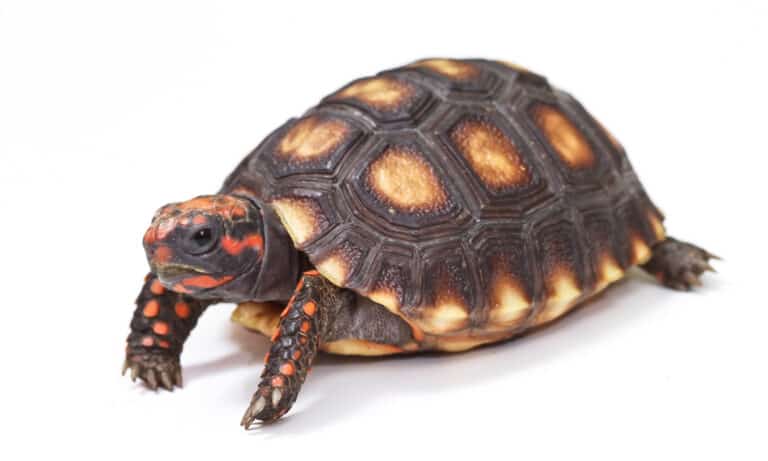 Red-footed Tortoise isolated on white background.