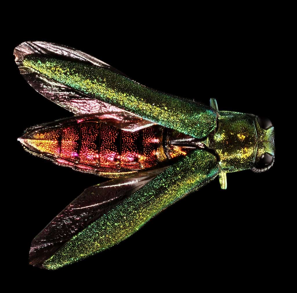 Photo of the Emerald Ash Borer showing the green wings and the red body