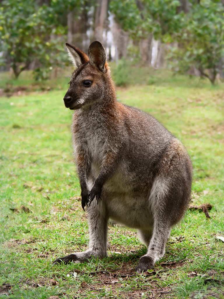 A young female Red-necked Wallaby (Macropus rufogriseus) in south-east Australia