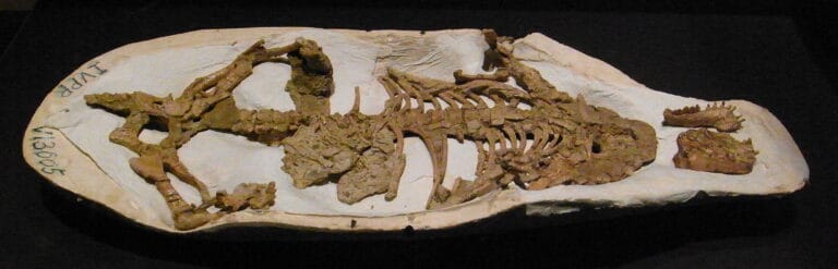 Repenomamus robustus fossil