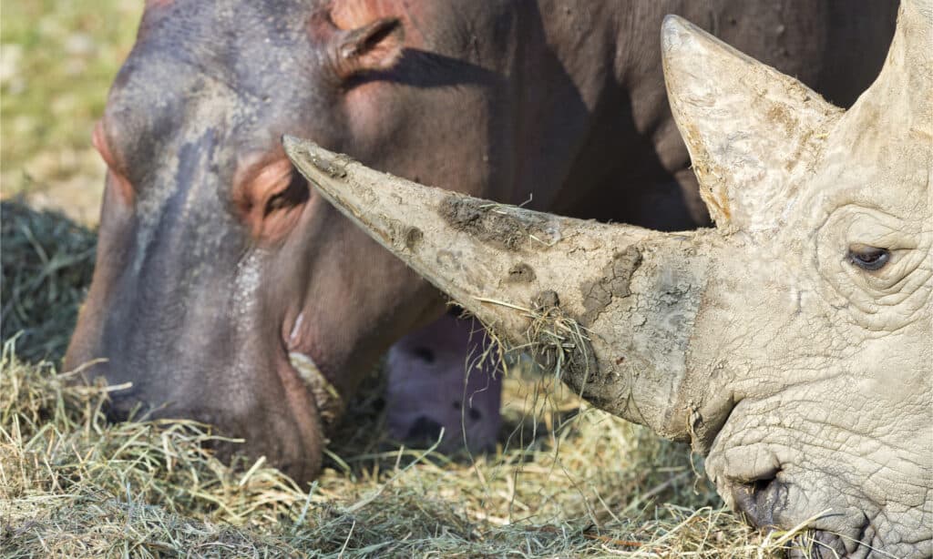 Rhino and hippo grazing next to each other