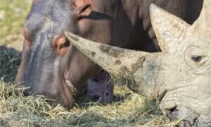 Late Night Standoff Between Hippo and Rhino Shows Who Is Really Boss Picture