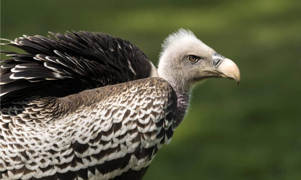 Ruppells Griffon Vulture close-up