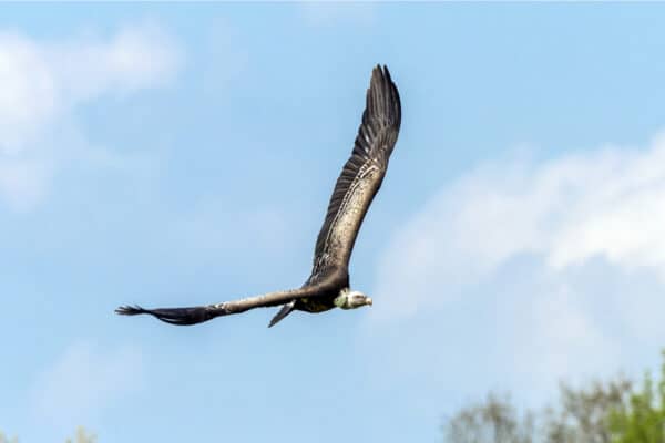 Ruppell's griffon vulture (Gyps rueppellii) flying in the blue sky.
