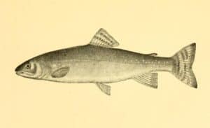 9 Extinct Fish - A-Z Animals