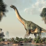 Sauropods