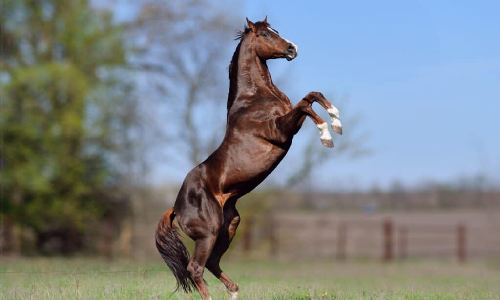 Beautiful stallion Thoroughbred breed, great-grandson of Secretariat.