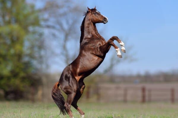 Beautiful stallion Thoroughbred breed, great-grandson of Secretariat.
