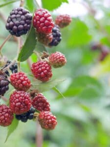 Can Dogs Eat Blackberries Safely? Picture