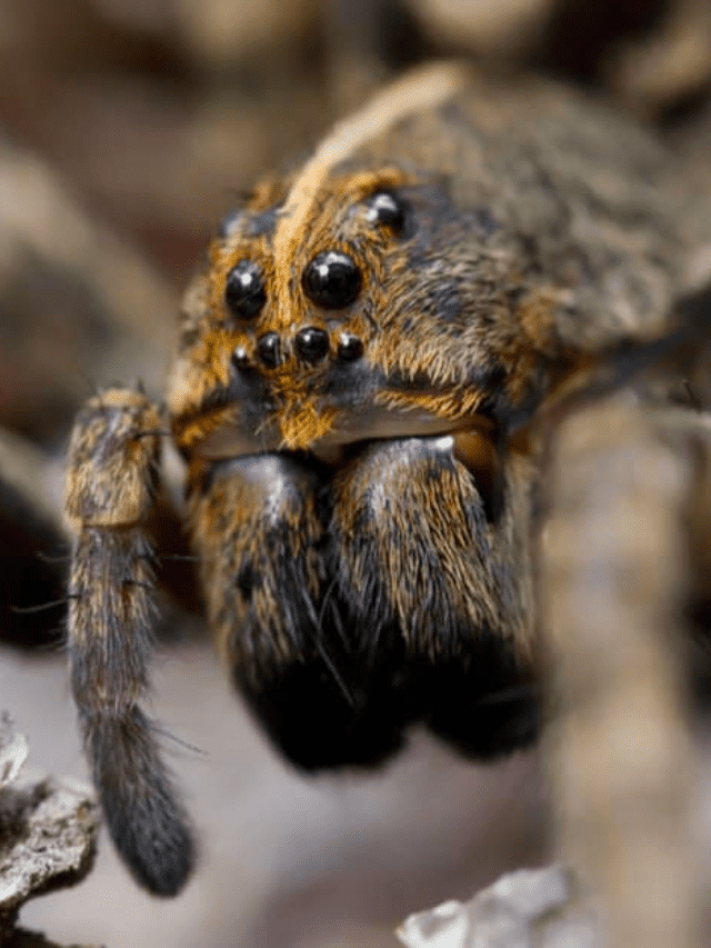 See the Amazing Difference Between Wolf Spider and Tarantula Poster Image