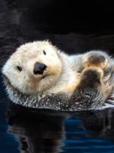 Discover the Difference Between River Otters and Sea Otters Picture