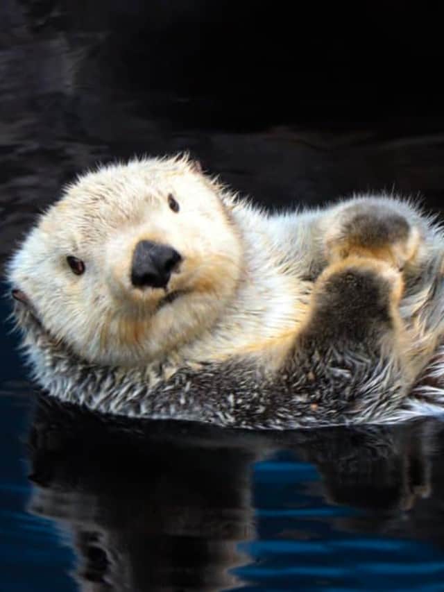 See the Important Difference Between River Otter and Sea Otter Poster Image