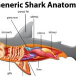 Generic shark anatomy illustration.