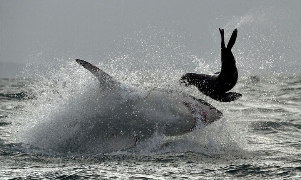 Grand requin blanc ( Carcharodon carcharias ) brèche dans une attaque contre un phoque.
