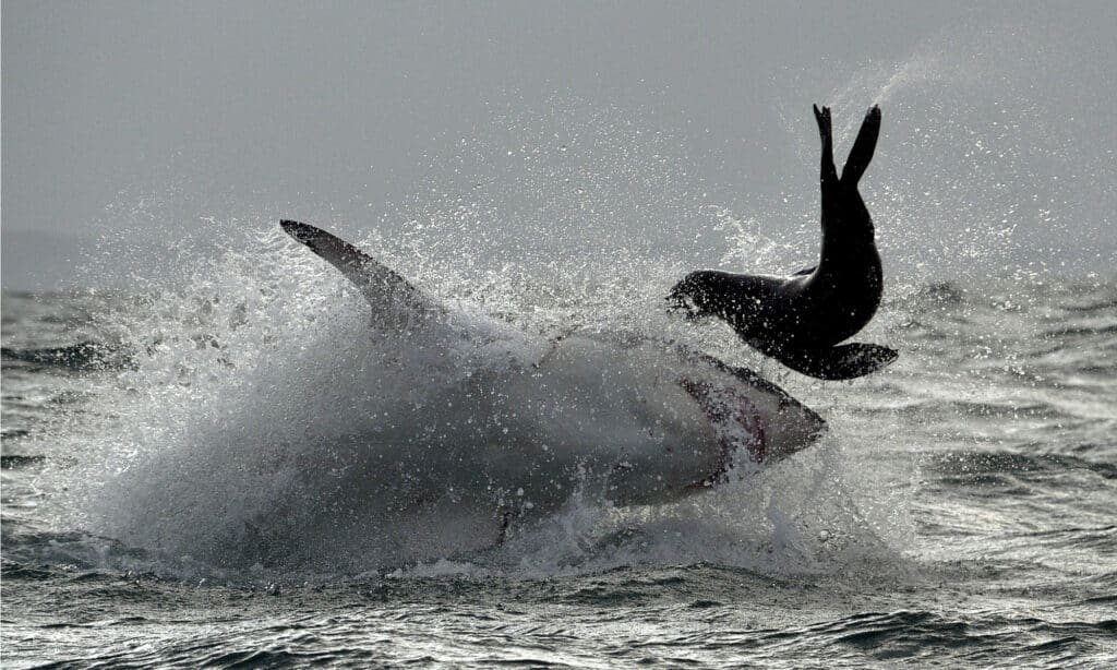 Great White Shark ( Carcharodon carcharias ) breaching in an attack on a <a href=