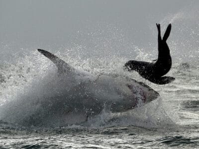 A Watch This Great White Show Off Remarkable Speed in Pursuit of a Seal