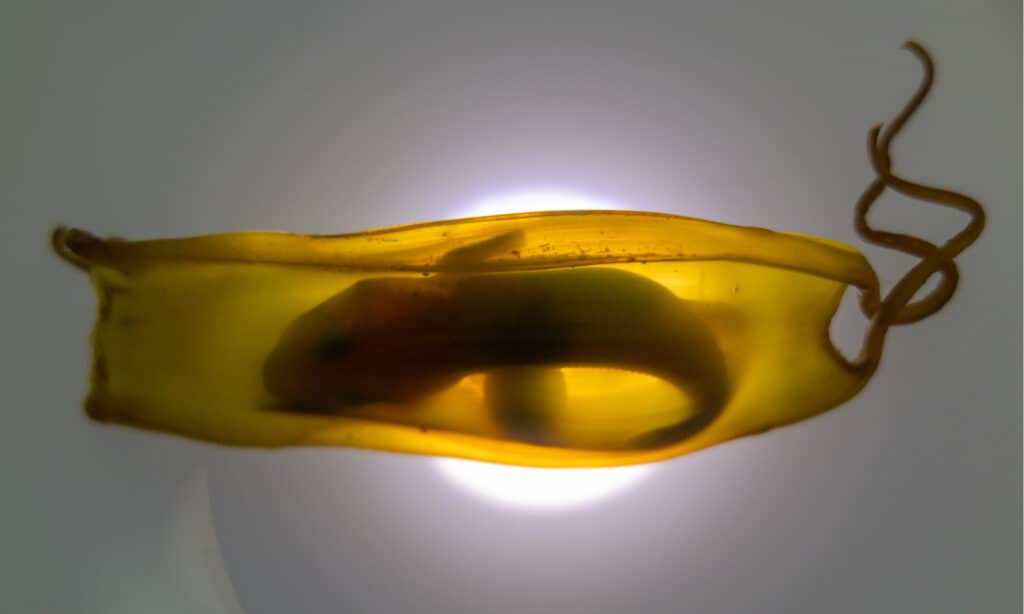 Shark egg backlit, with shark baby visible inside.