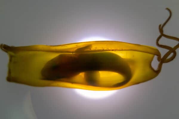 Shark egg backlit, with shark baby visible inside.
