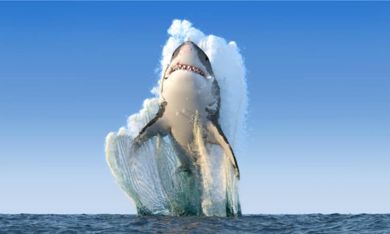 Shark jumps out of the water.