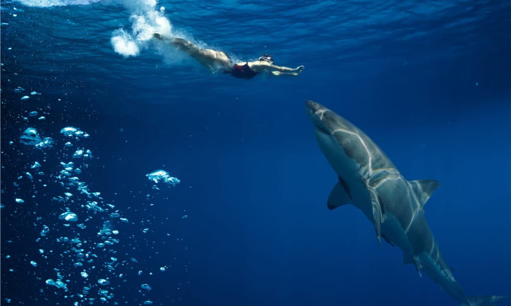 Great White Shark with swimmer