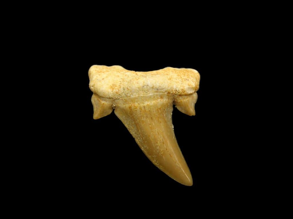 Leopard Shark Jaw