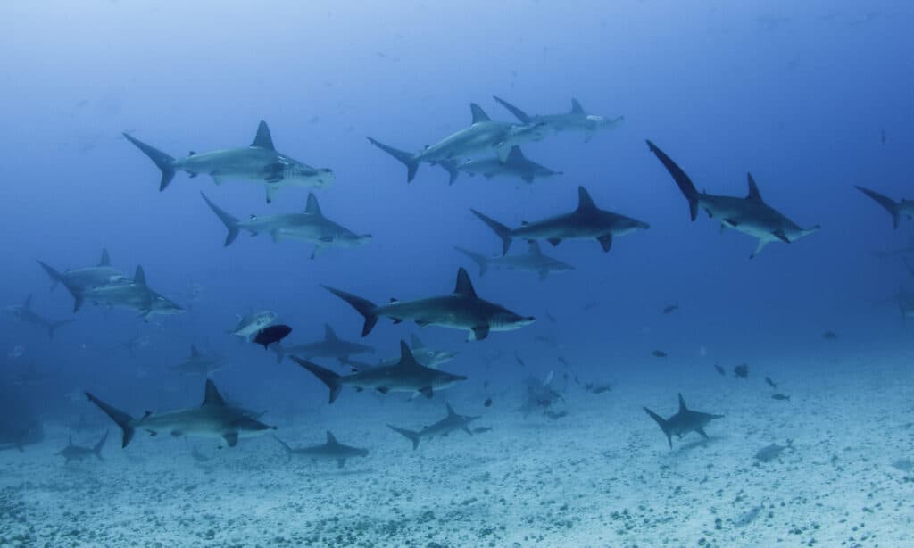 School of scalloped hammerhead sharks swimming over a sandy ocean floor, Darwin Island.