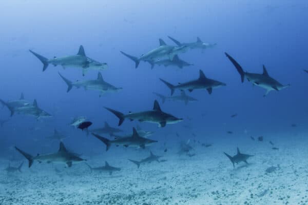 School of scalloped hammerhead sharks swimming over a sandy ocean floor, Darwin Island.