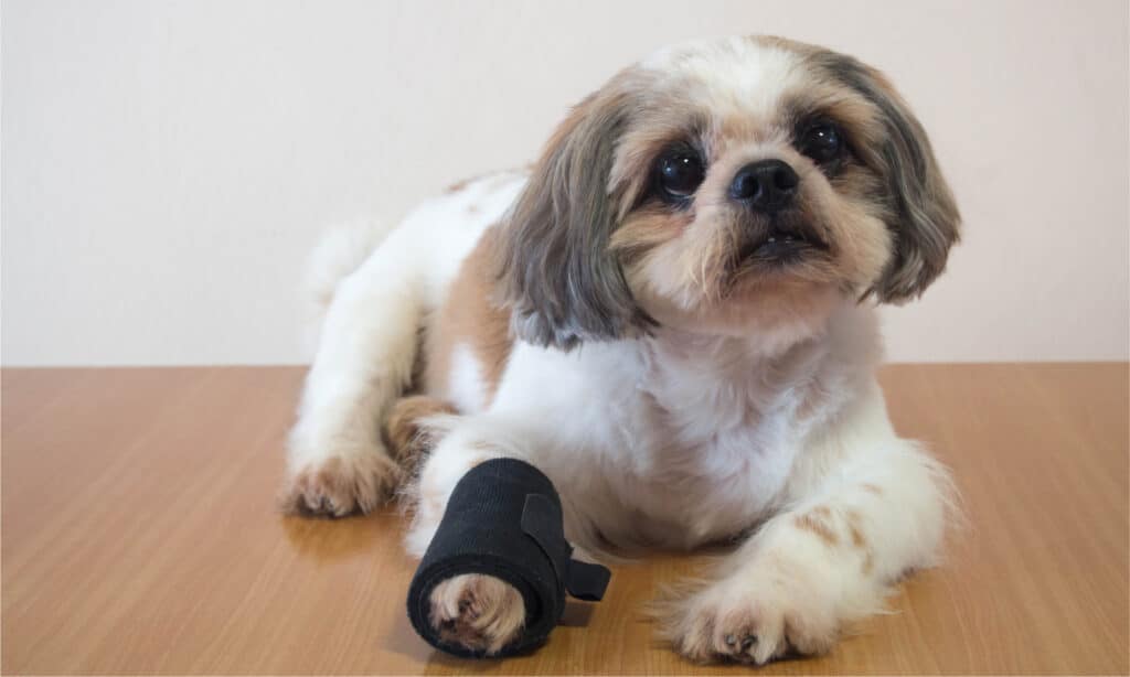 Shih Tzu with injured front paw in black brace