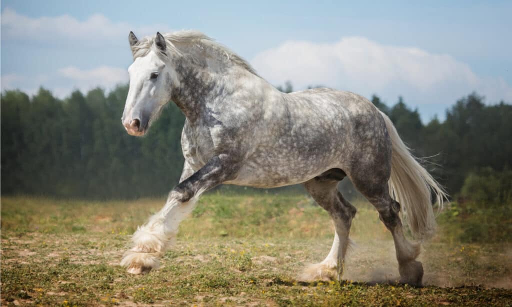 Shire horse in the field