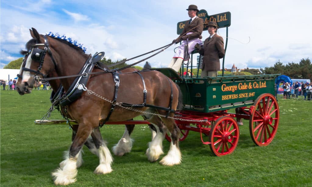 Shire horse with wagon