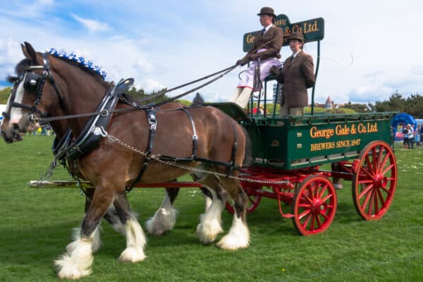 A heavy horse drawn carriage is displayed in an arena at the South Sea Rural and Seaside show.