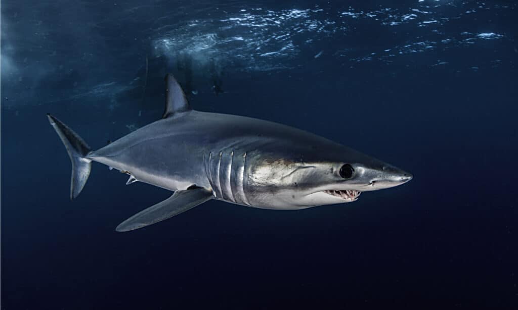 Requin mako à nageoires courtes nageant juste sous la surface, à environ 50 kilomètres au large de la côte du Cap occidental en Afrique du Sud.