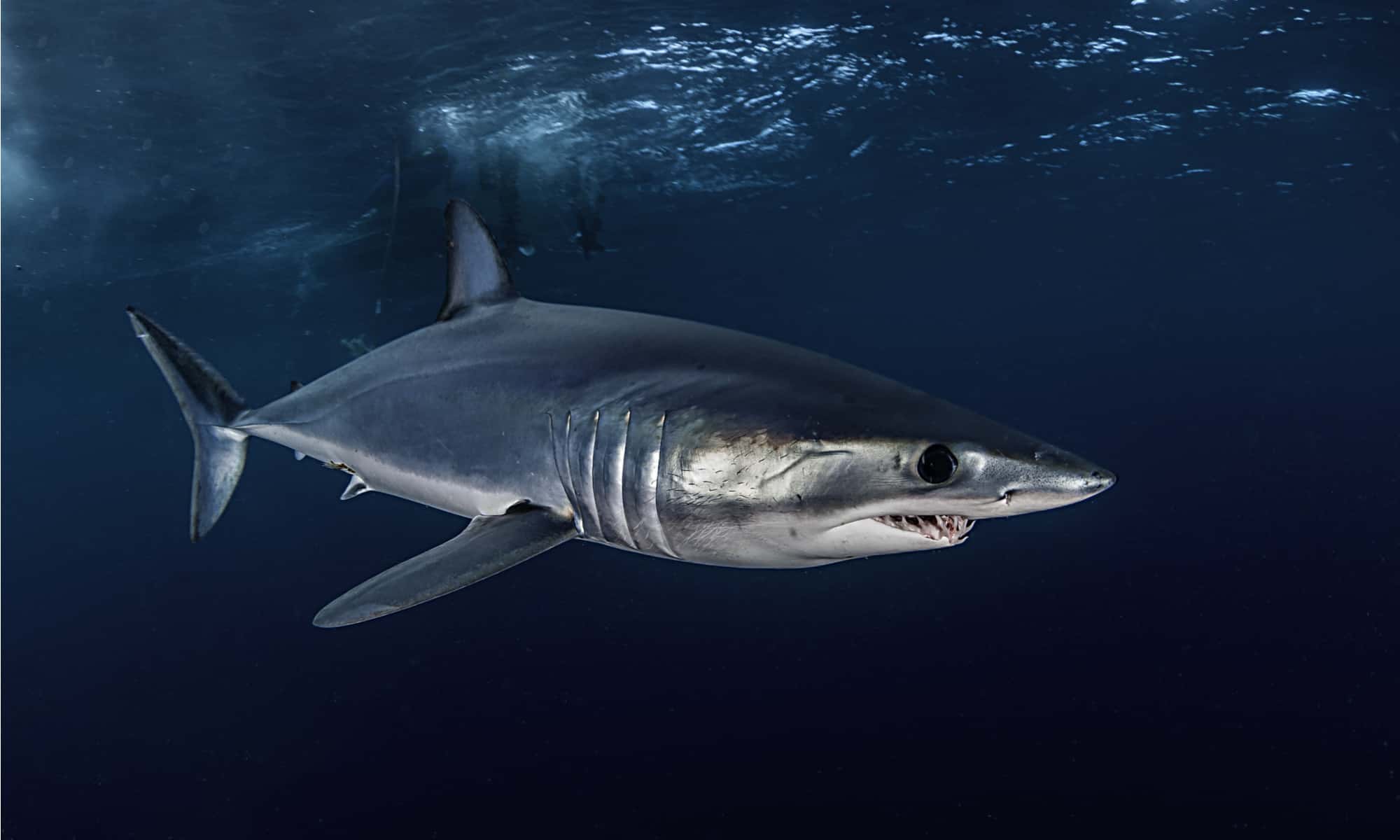 Short fin mako shark swimming just under the surface, about 50 kilometers off the Western Cape coast in South Africa.