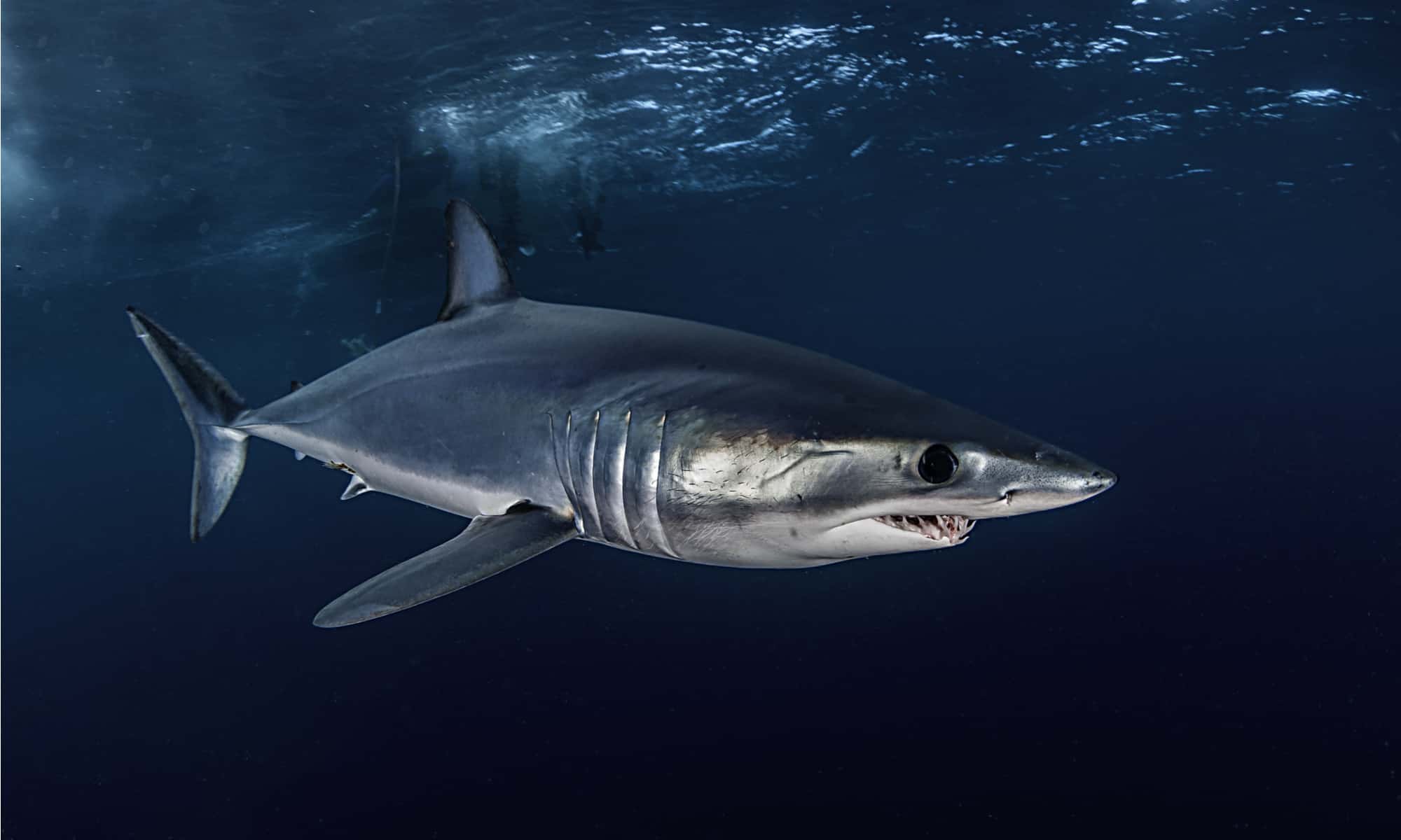 Corpus Christi, TX - Seaside Shark