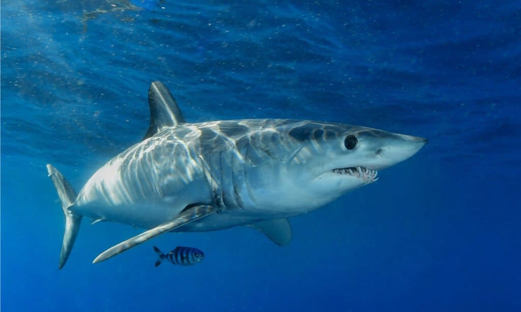 mako shark attacks on humans