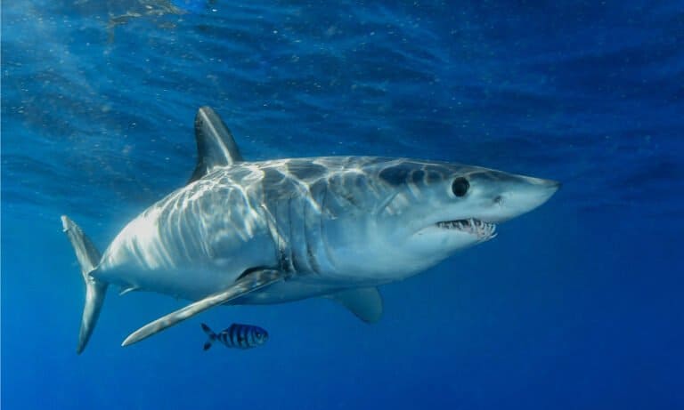 Shortfin mako shark with pilot fish.
