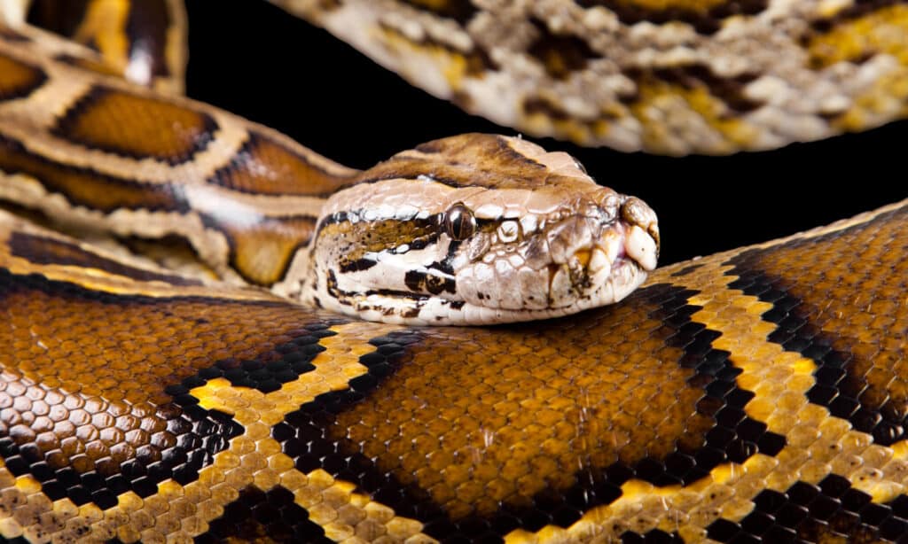 бирманский питон (Python molurus bivittatus)