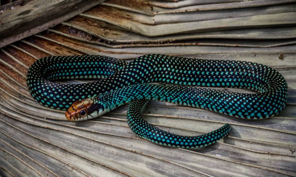 Speckled Racer Snake