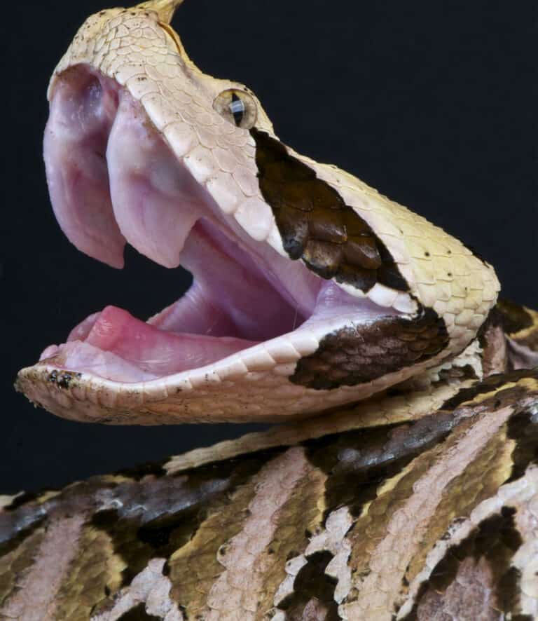 Gaboon Viper Fangs: Why They're The Biggest Snake Fangs In The World ...