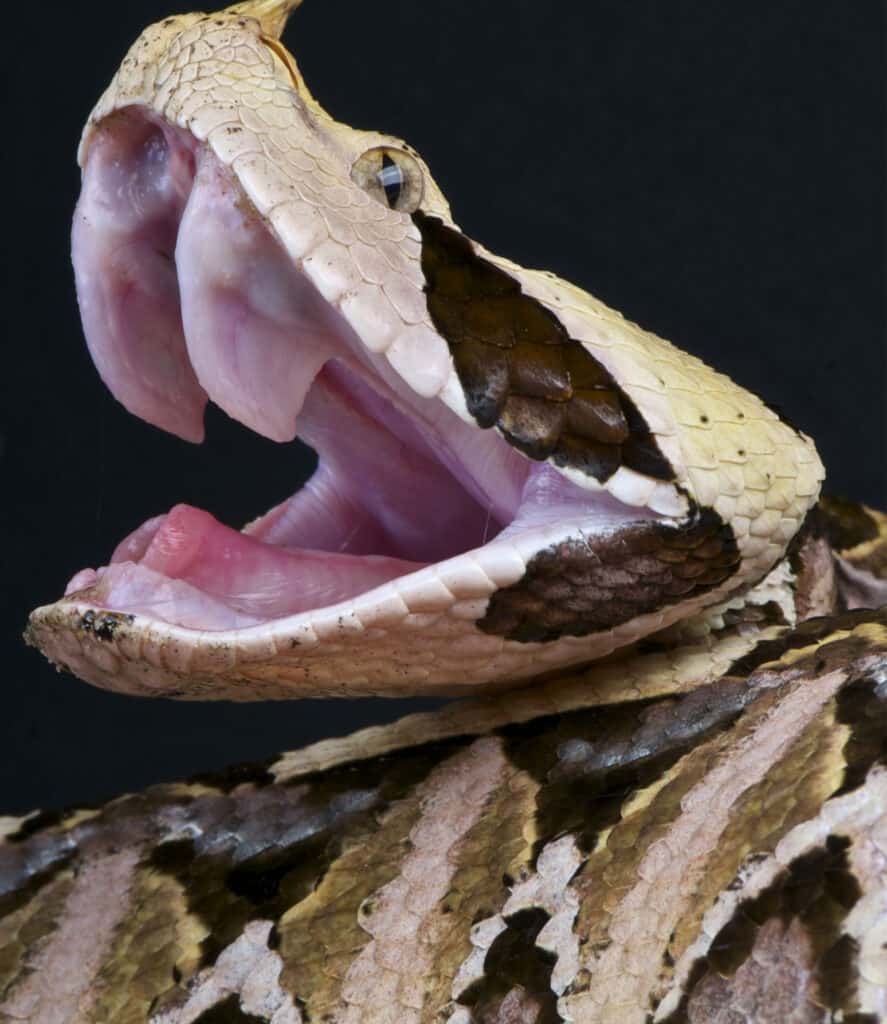 Gabon viper fangs