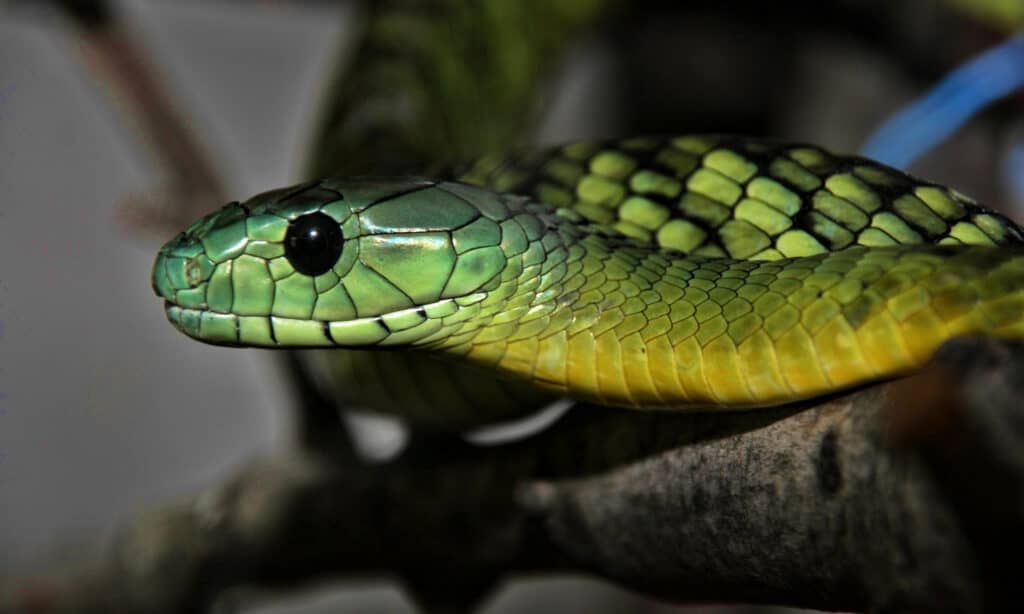 blue mamba snake