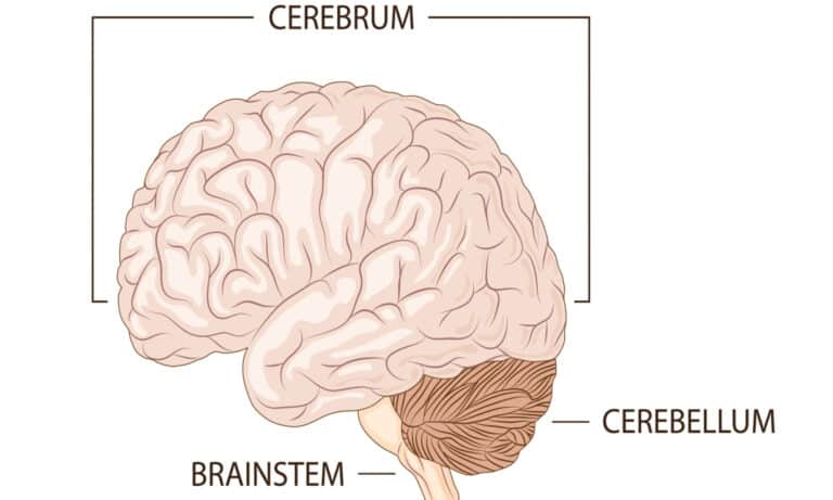 cerebrum