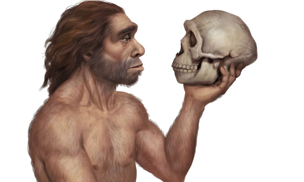 Neanderthal Holding Skull