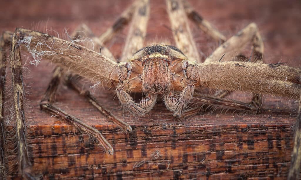 Sparassoidea huntsman spider