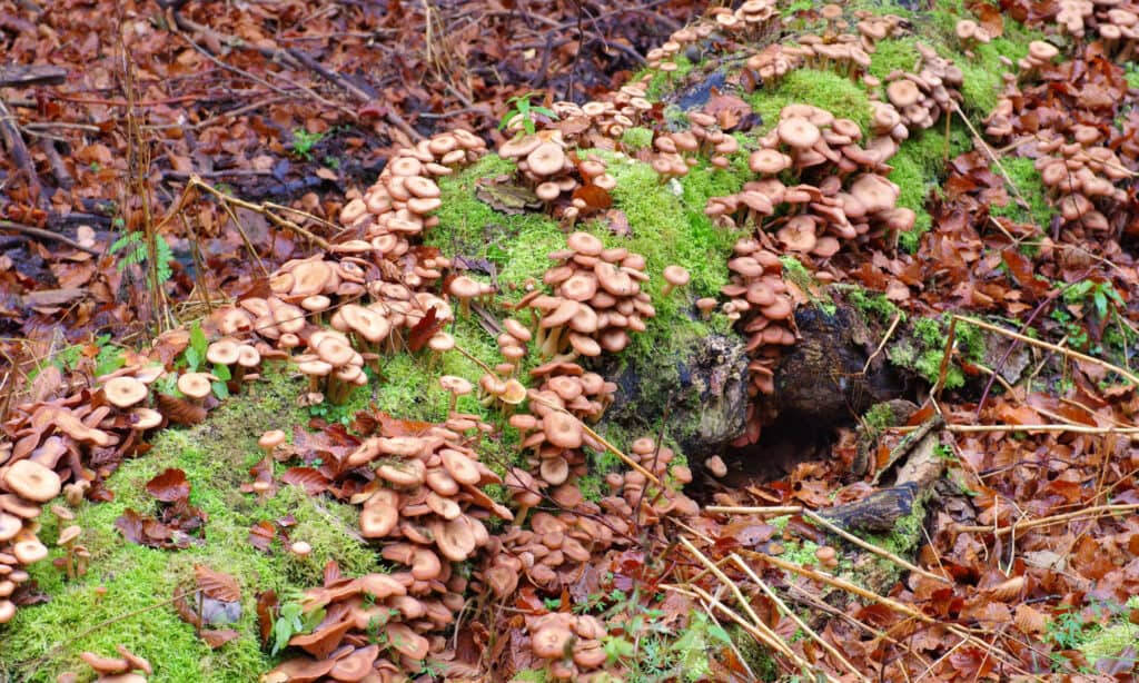 Armillaria ostoyae